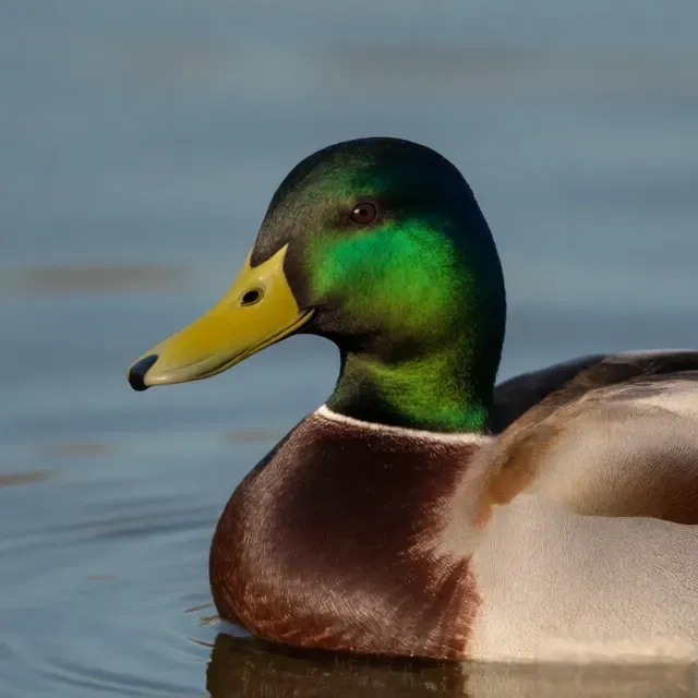 Alleged Stupid Duck