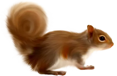 Baby Squirrel
