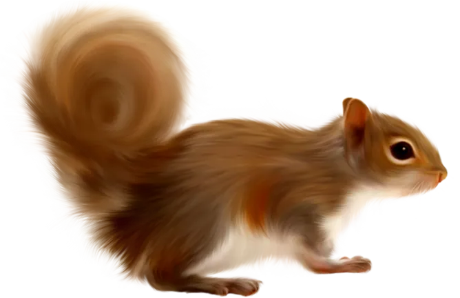 Squirrelly