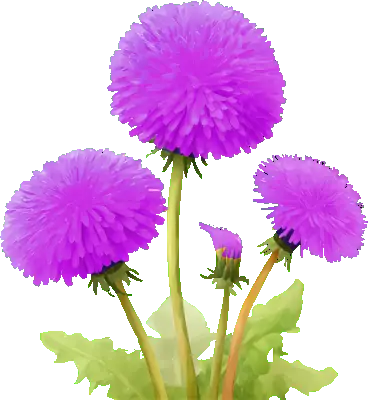 Purple Dandelions